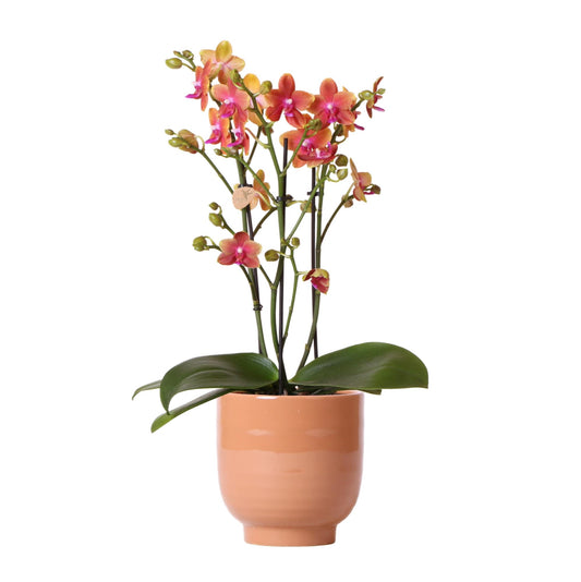 Phalaenopsis Orchidee Orange – Duftend – Mit cognacfarbenem Ziertopf – Ø12cm – Zimmerpflanze mit 2–3 Zweigen – Edler Blickfang mit Duft