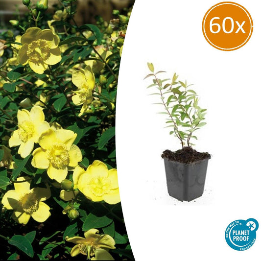Großblumiges Johanniskraut – Hypericum 'Hidcote' – Ø9cm – 10-25 cm – 60 Pflanzen – pflegeleicht, bienenfreundlich, gelbe Blüten
