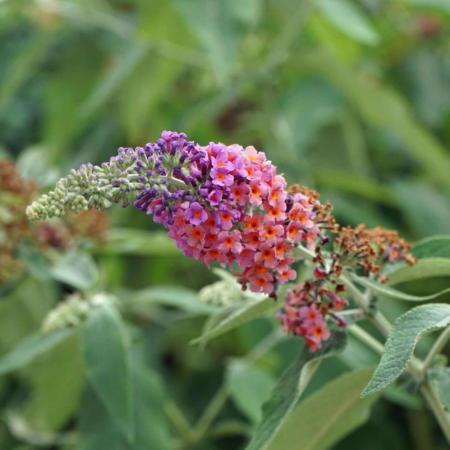 Schmetterlingsstrauch Buddleja davidii Flower Power – Lila-Rosa Blüten – 17 cm x H30 cm – Bis 2 m – Sonnig & Pflegeleicht – Attraktiv für Schmetterlinge 