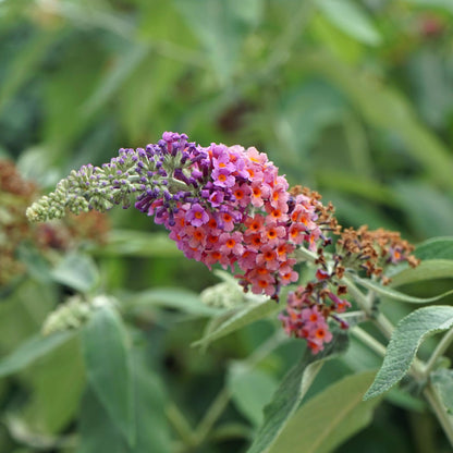 Schmetterlingsstrauch Buddleja davidii Flower Power – Lila-Rosa Blüten – 17 cm x H30 cm – Bis 2 m – Sonnig & Pflegeleicht – Attraktiv für Schmetterlinge 