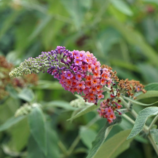 Schmetterlingsstrauch Buddleja davidii Flower Power – Lila-Rosa Blüten – 17 cm x H30 cm – Bis 2 m – Sonnig & Pflegeleicht – Attraktiv für Schmetterlinge 