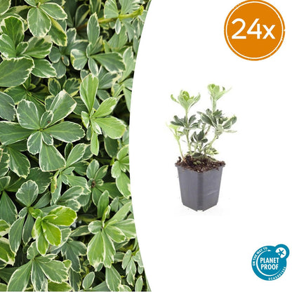 Pachysandra terminalis 'Variegata' – 24 Pflanzen – ↕10-25 cm – Ø9 cm – Immergrüner Bodendecker – Winterhart – Schattengarten – Buntes Laub 