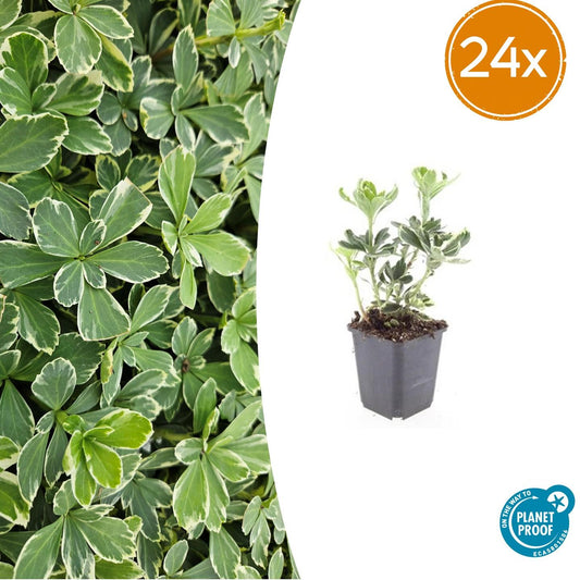 Pachysandra terminalis 'Variegata' – 24 Pflanzen – ↕10-25 cm – Ø9 cm – Immergrüner Bodendecker – Winterhart – Schattengarten – Buntes Laub 
