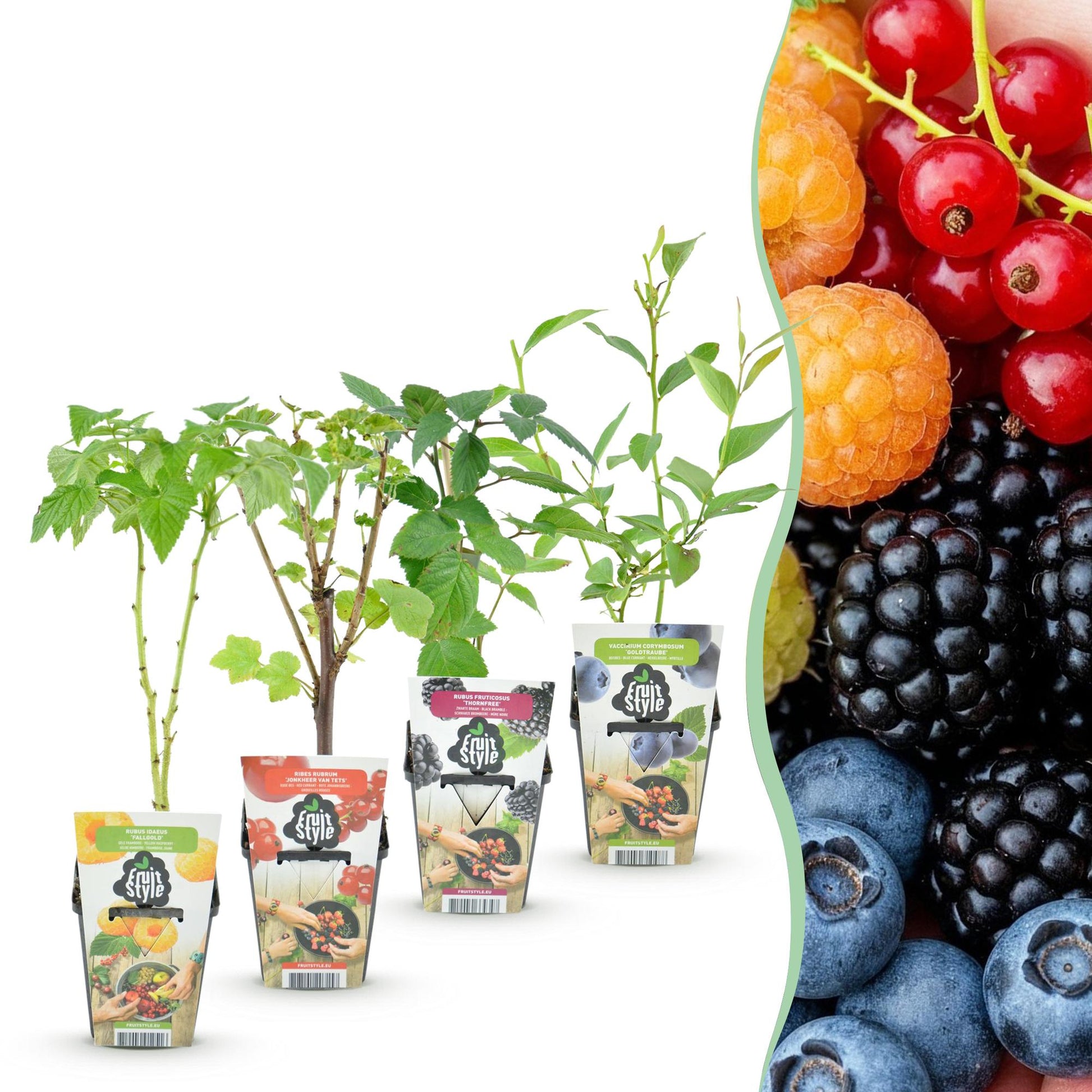 Obstpflanzen Set winterhart 4 Pflanzen Ø9cm Höhe30cm – Rote Johannisbeere Gelbe Himbeere Schwarze Brombeere Blaubeere – Für Garten Balkon & Terrasse 