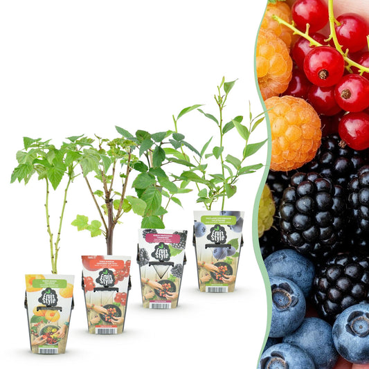 Obstpflanzen Set winterhart 4 Pflanzen Ø9cm Höhe30cm – Rote Johannisbeere Gelbe Himbeere Schwarze Brombeere Blaubeere – Für Garten Balkon & Terrasse 