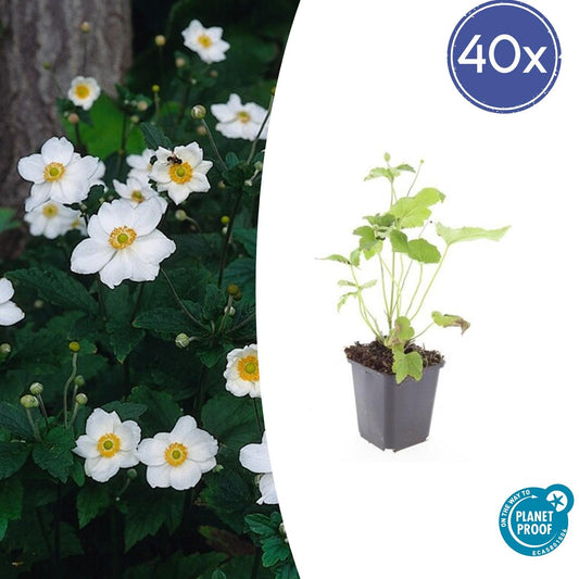 Japan-Herbst-Anemone Anemone hyb. 'Honorine Jobert' – ↕10-25cm – Ø9cm – 40 Pflanzen – Weiße Herbstblüte – Pflegeleicht – Beete & Schnittblumen