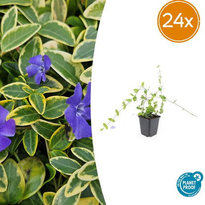 Vinca minor 'Blue and Gold' – 24 Pflanzen – Immergrüner Bodendecker – Blau-lila Blüten – Goldgelbe Blätter – 10–25 cm – Ø9 cm – Schattentolerant & pflegeleicht 