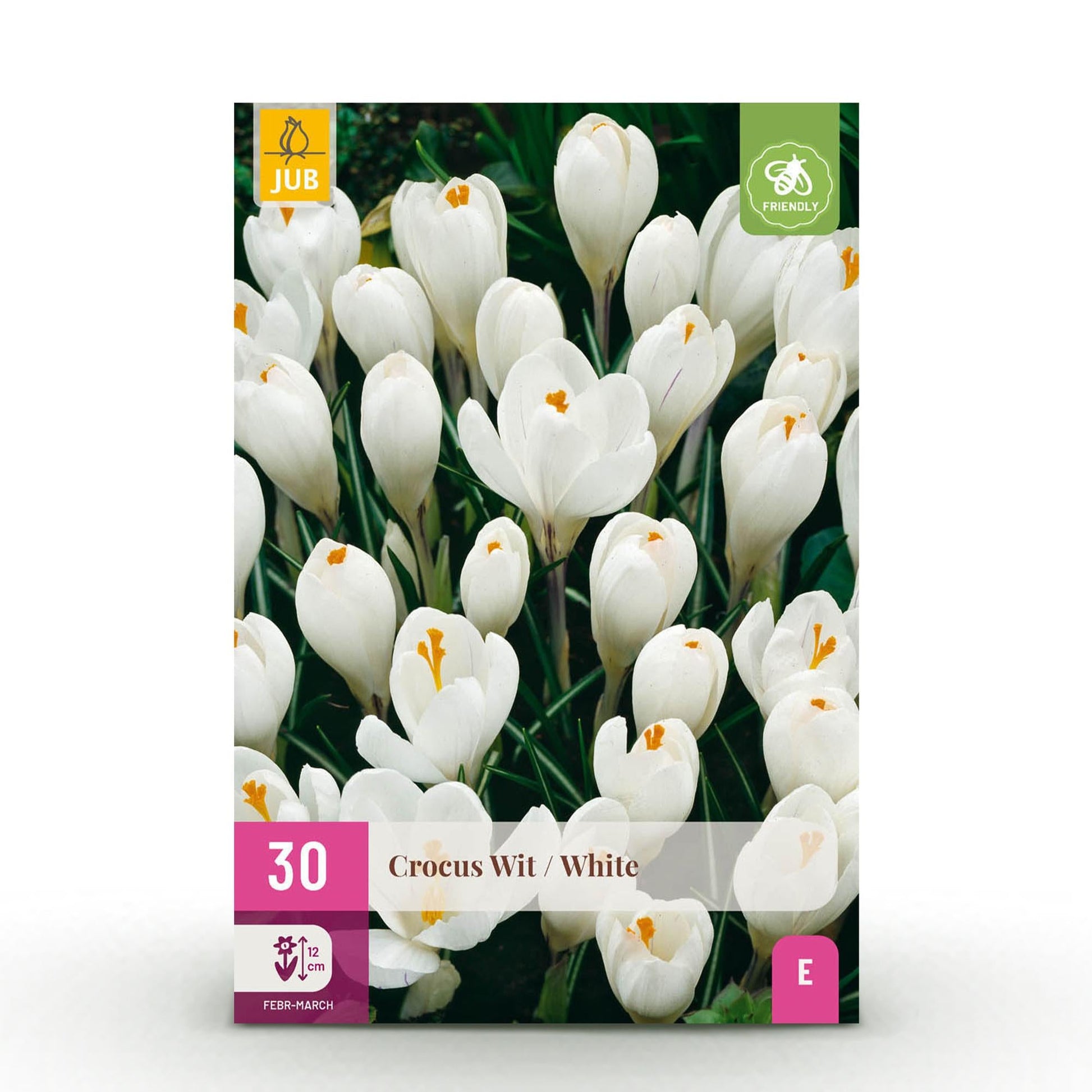 GreenboutiQ - Blumenzwiebeln - Crocus White - Farbe Gelb - 30 Stück - Zwiebelgröße 7/8 - XXL Pack 