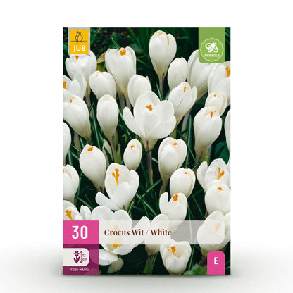 GreenboutiQ - Blumenzwiebeln - Crocus White - Farbe Gelb - 30 Stück - Zwiebelgröße 7/8 - XXL Pack 