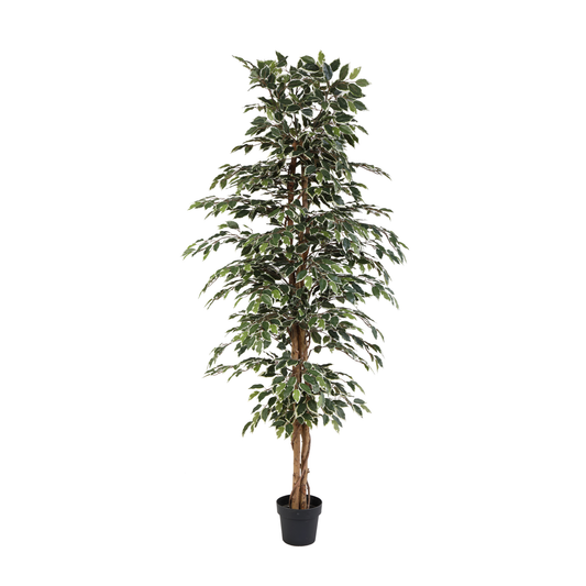 ARTIFICIAL Ficus benjamina variegata - 205cm 