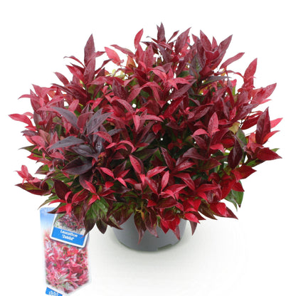 GreenboutiQ - Gartenpflanze - Leucothoe Zeblid - Rot - 1 Pflanze - Immergrün - Wenig Pflege - Topf 17cm Höhe 45cm 