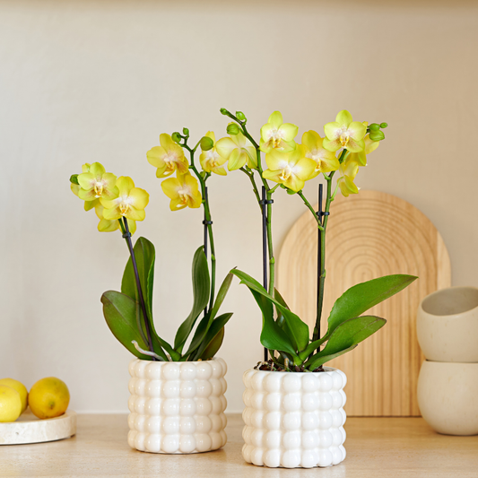 Kolibri Company | Pflanzenset Poppy White Yellow | Gelbe Albenga Orchidee inkl. 2x Poppy White Keramikübertöpfe – Topfgröße Ø9 cm 
