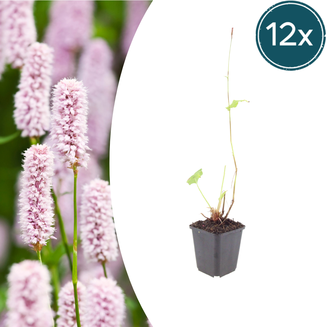 Persicaria bistorta – 12 Pflanzen Ø9cm – Höhe 10–25cm – Rosa blühende Staude – Winterhart & Bienenfreundlich – Für Feuchtbeet Teichrand & Naturgarten
