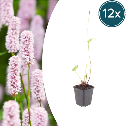 Persicaria bistorta – 12 Pflanzen Ø9cm – Höhe 10–25cm – Rosa blühende Staude – Winterhart & Bienenfreundlich – Für Feuchtbeet Teichrand & Naturgarten