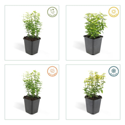 Euonymus fortunei 'Emerald 'n Gold' – Immergrüner Strauch mit gelb-grünem Laub – 24 Pflanzen – ↕10–25cm – Ø9cm – Kompakt & pflegeleicht – Für Hecken, Beete & Solitärpflanze