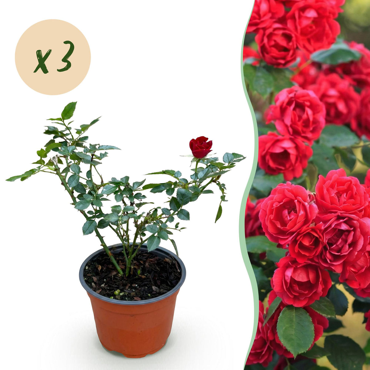 Green boutiQ - Garten Rose - Rosa Rote The Fairy - Rose - Winterhart - Rot - 3 Pflanzen - Topf 12cm - Höhe 20-25cm 