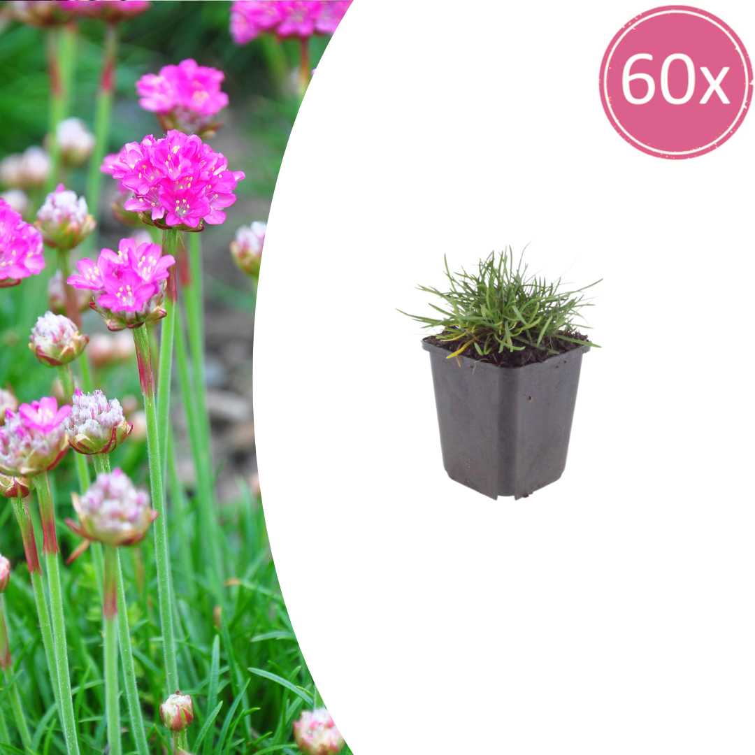 Grasnelke Armeria maritima ‘Splendens’ – 60 Pflanzen – 10-25cm – Ø9cm – Winterharte Staude mit rosa Blüten – Für sonnige Beete, Steingarten & Bordüren