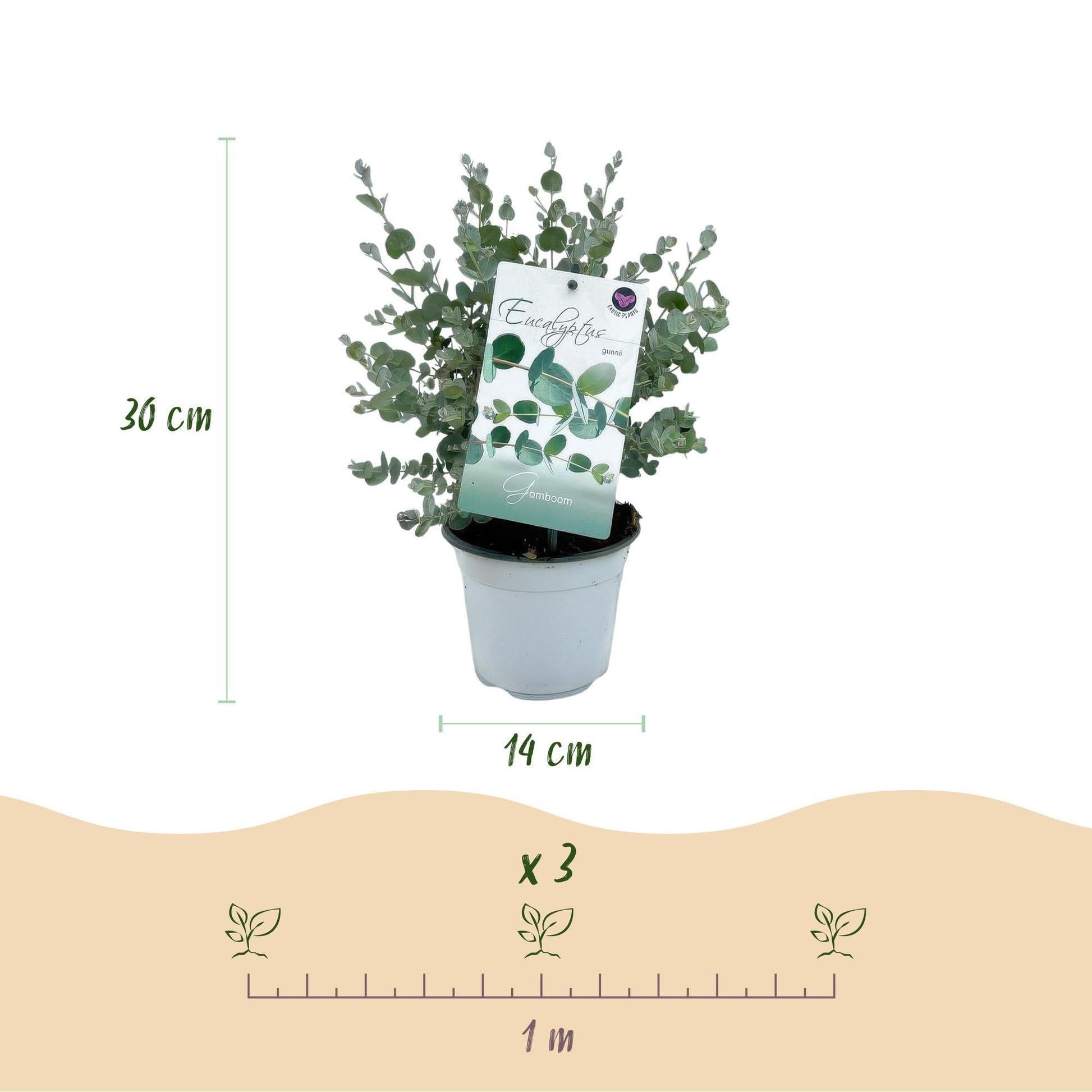 Eukalyptusbaum - Eukalyptus gunnii - Grau - 4 Pflanzen - Terrassenpflanze - Winterhart - Topf 14cm Höhe 30cm 