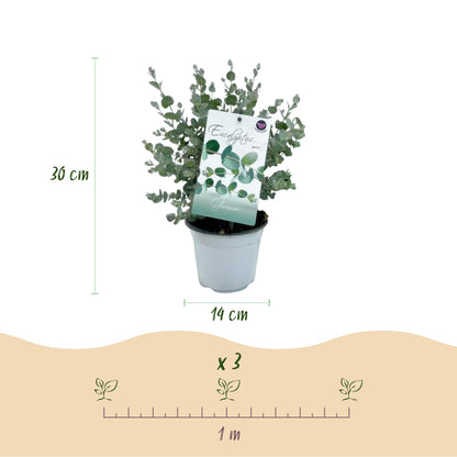 Eukalyptusbaum - Eukalyptus gunnii - Grau - 4 Pflanzen - Terrassenpflanze - Winterhart - Topf 14cm Höhe 30cm 
