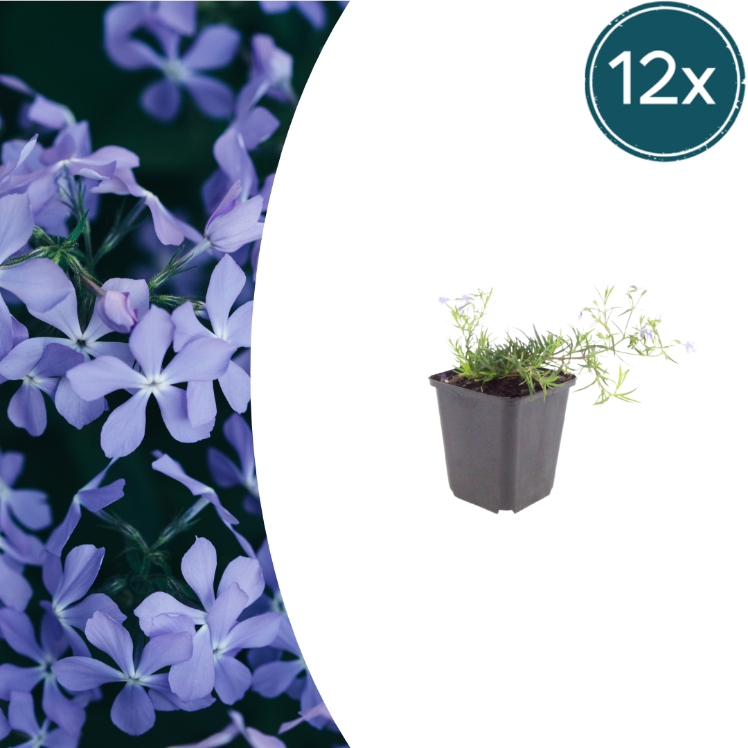 Phlox subulata Emerald Cushion Blue – 12 Pflanzen – Ø9cm – Höhe 10-25cm – Blauer Polsterphlox – Immergrüner Bodendecker – Für Steingarten & Beet