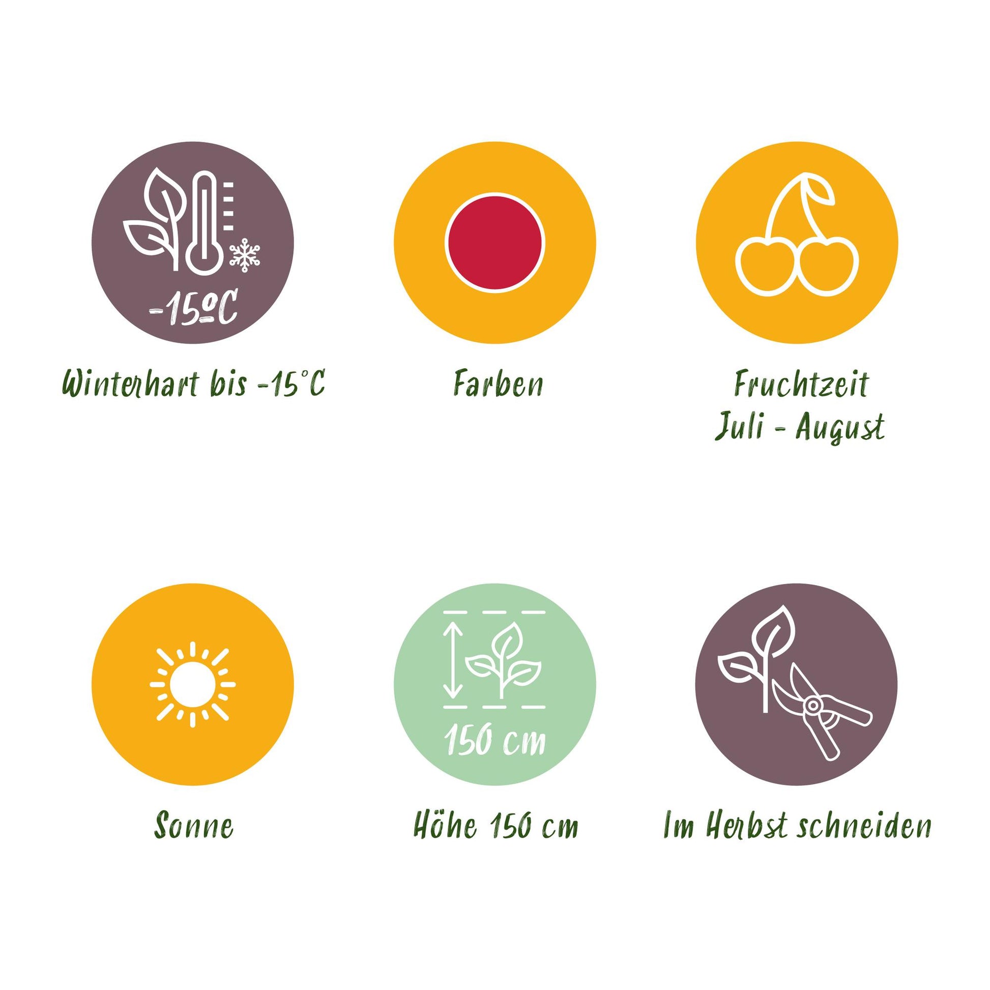 GreenboutiQ - Obstpflanzen - Taybes - Rubus Tayberry - Winterhart - 6 Pflanzen - Topf 9 cm - Rote Johannisbeere 