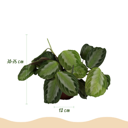 Green boutiQ - Zimmerpflanze - Maranta Fascinator Silverband - Gebetspflanze - Haustierfreundliche Pflanze - Grün - 4 Pflanzen - mit Potter Grau - Topf 12cm - Höhe 25cm 