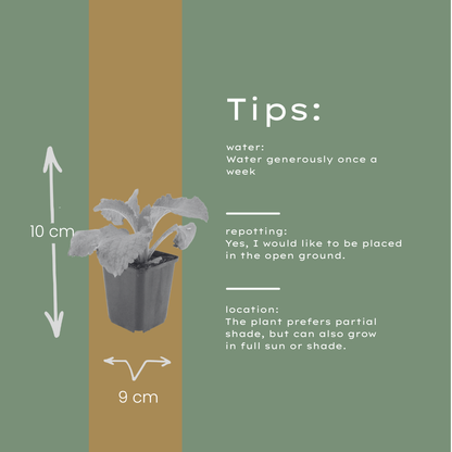 Roter Fingerhut Digitalis purpurea – 48 Pflanzen – Blühstaude für Garten & Beet – 10-25cm – Ø9cm – Bienenfreundlich – Sommerblüher für Sonne & Halbschatten