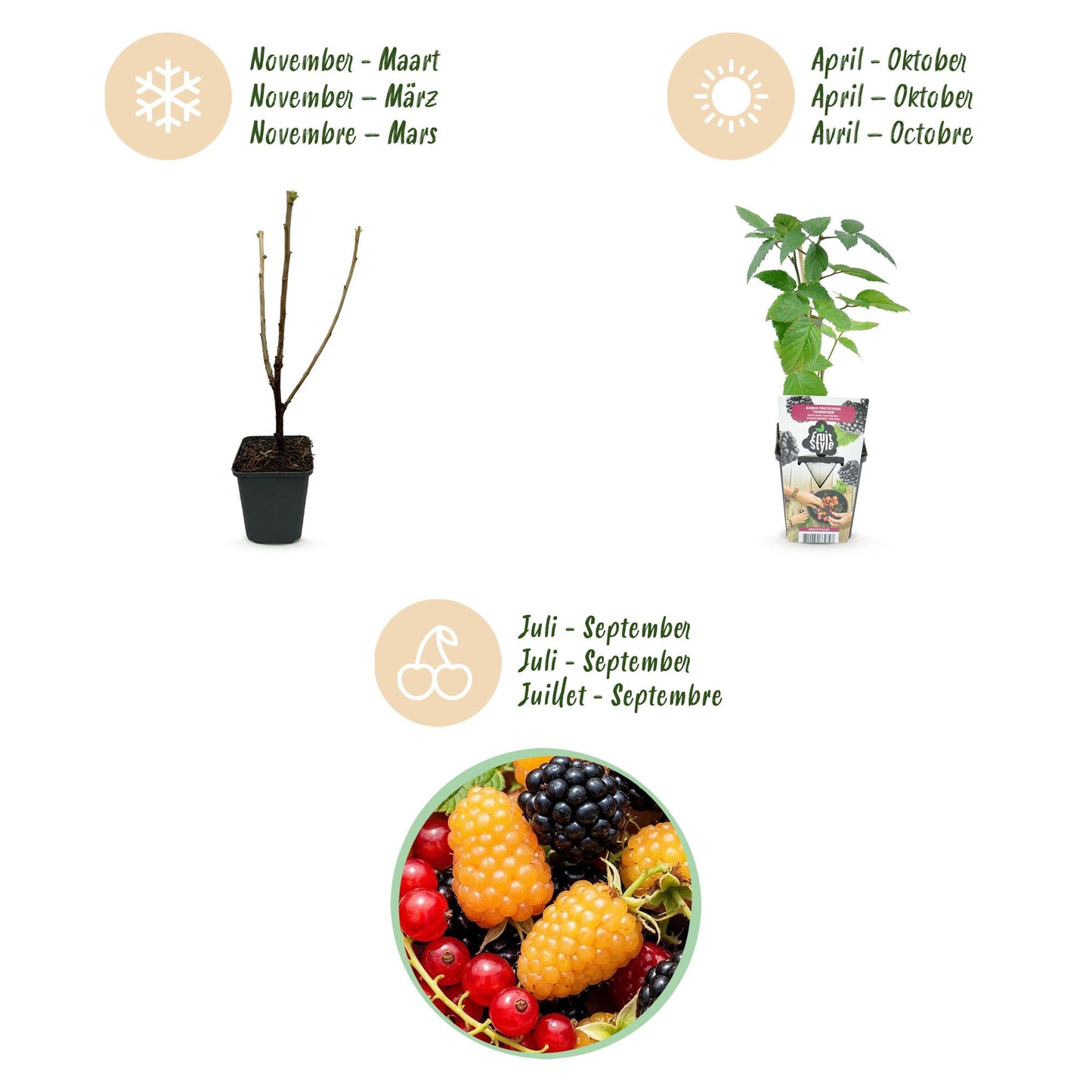 Obstpflanzen Set winterhart 6 Pflanzen Höhe 30cm Ø9cm – Rote Johannisbeere Gelbe Himbeere Schwarze Brombeere – Für Garten Beet Balkon & Terrasse 