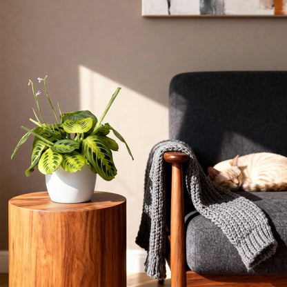 Green boutiQ - Zimmerpflanze - Maranta Fascinator Lemon Lime - Gebetspflanze - Haustierfreundliche Pflanze - Grün - 1 Pflanze - mit Potter Weiß - Topf 12cm - Höhe 25cm 