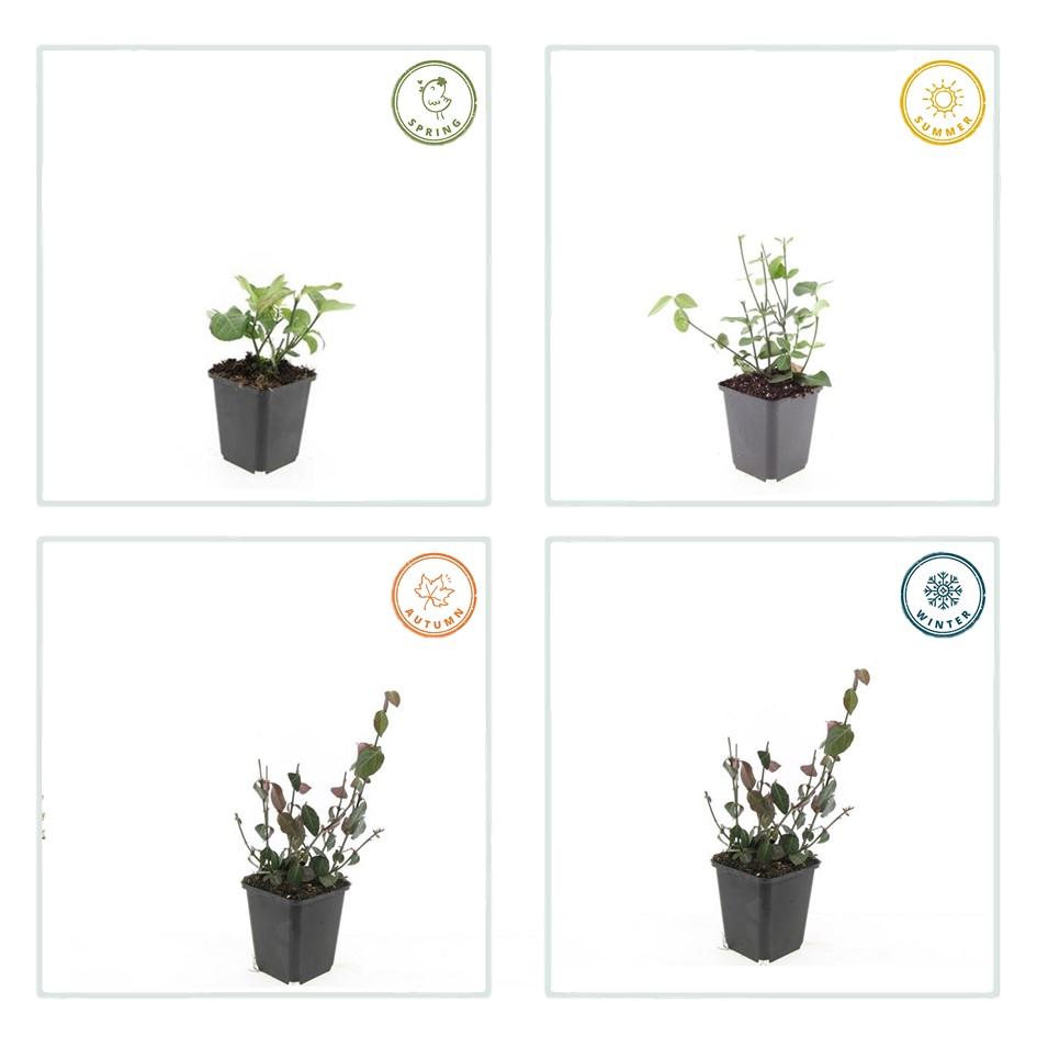 Purpur-Kriechspindel – Euonymus fortunei 'Coloratus' – ↕10-25 cm – Ø9 cm – 60 Pflanzen – Bodendecker – Winterhart & Pflegeleicht – Herbstbeeren – Vielseitig