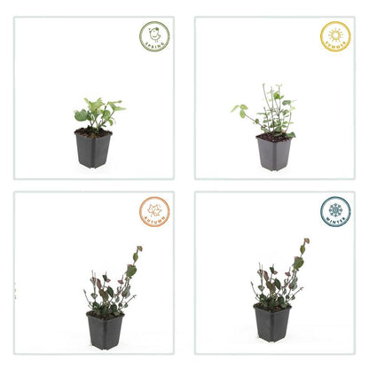 Purpur-Kriechspindel – Euonymus fortunei 'Coloratus' – ↕10-25 cm – Ø9 cm – 60 Pflanzen – Bodendecker – Winterhart & Pflegeleicht – Herbstbeeren – Vielseitig