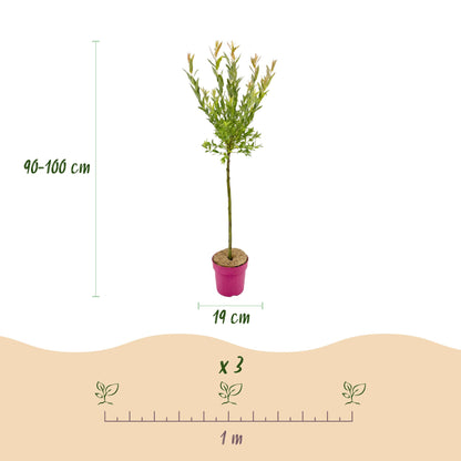 Flamingo-Weide – Salix 'Flamingo' – Topf Ø19cm – Höhe 90-100cm