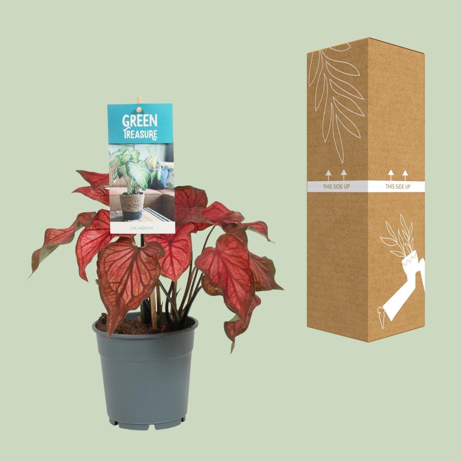 Caladium Rot – Angel Wings – Ø12cm – ↕25cm – Tropische Zimmerpflanze mit roten Blättern – Pflegeleicht & dekorativ – Für halbschattige Standorte 