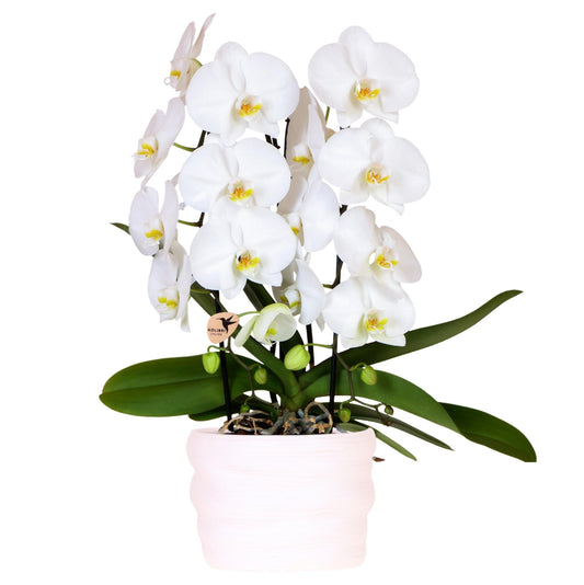 Weiße Niagara Falls-Orchidee 12cm – Como-Topf mit Easy Watering System – Selbstbewässernde Zimmerpflanze