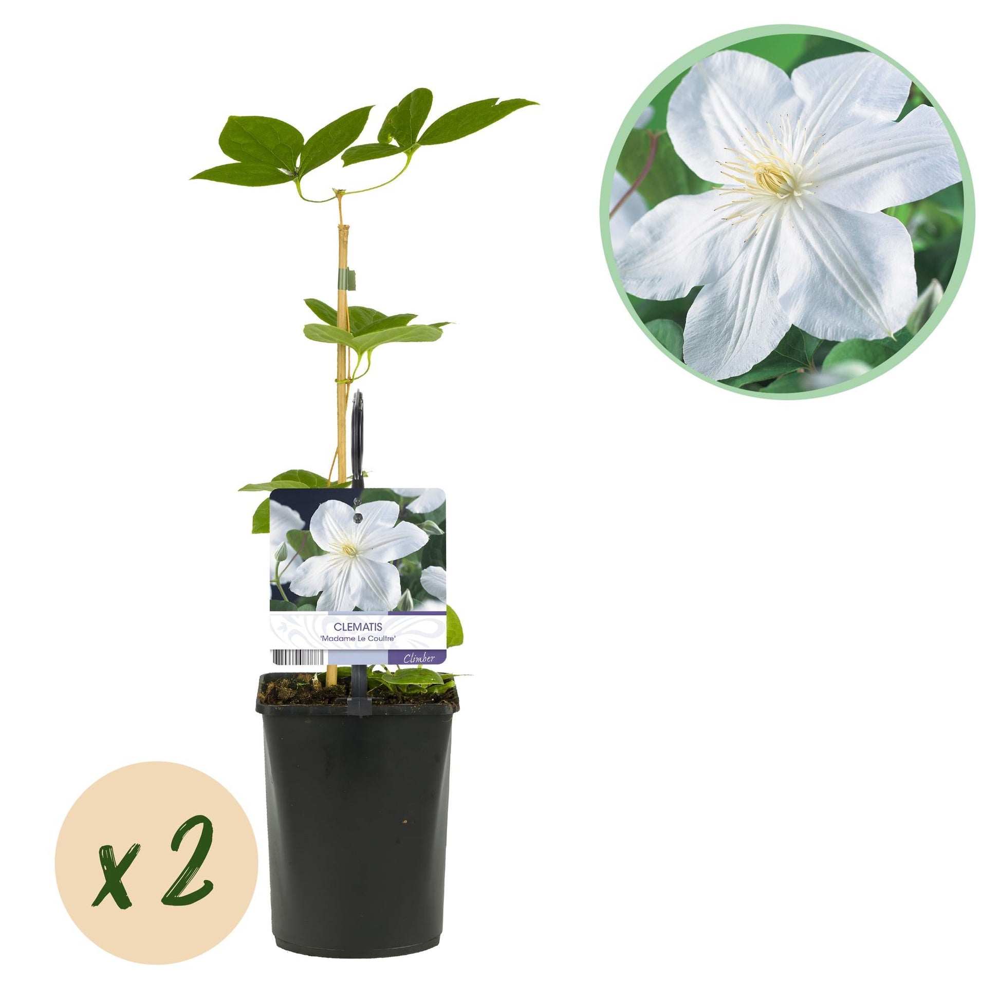 Kletterpflanze Clematis Madame Le Coultre – Cremig weiße Blüten – Wenig Pflege – 2 Pflanzen – 11 cm Höhe 40 cm – Für Garten, Terrasse & Pergolen 