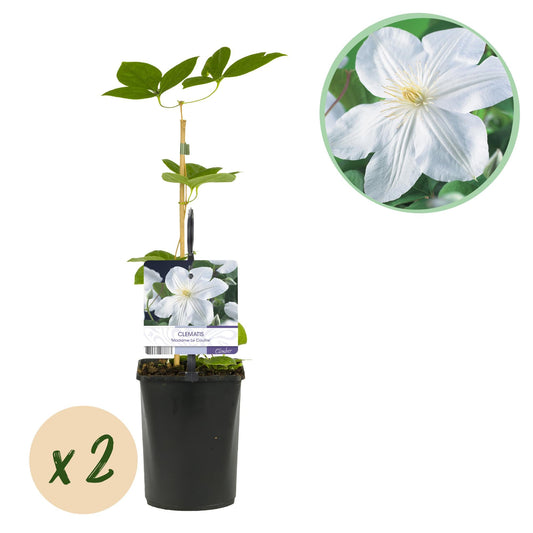 Kletterpflanze Clematis Madame Le Coultre – Cremig weiße Blüten – Wenig Pflege – 2 Pflanzen – 11 cm Höhe 40 cm – Für Garten, Terrasse & Pergolen 