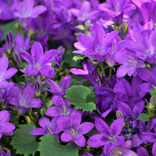 Campanula portenschlagiana – 6 Pflanzen Dalmatiner-Glockenblume – 10-25cm – Ø9cm – Winterharte Bodendecker Staude – Blühpflanze für Garten, Mauer & Steingarten – Topfpflanzen