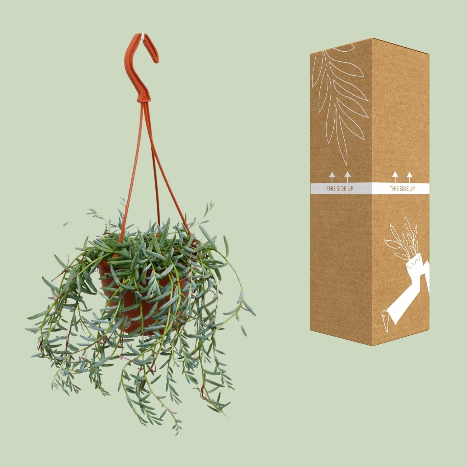 Senecio Hallianus - Ø12cm - ↕25cm 