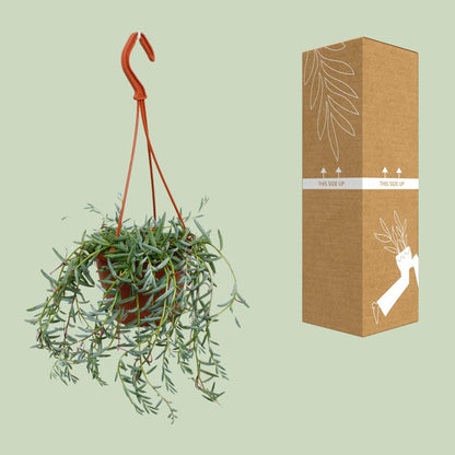 Senecio Hallianus - Ø12cm - ↕25cm 