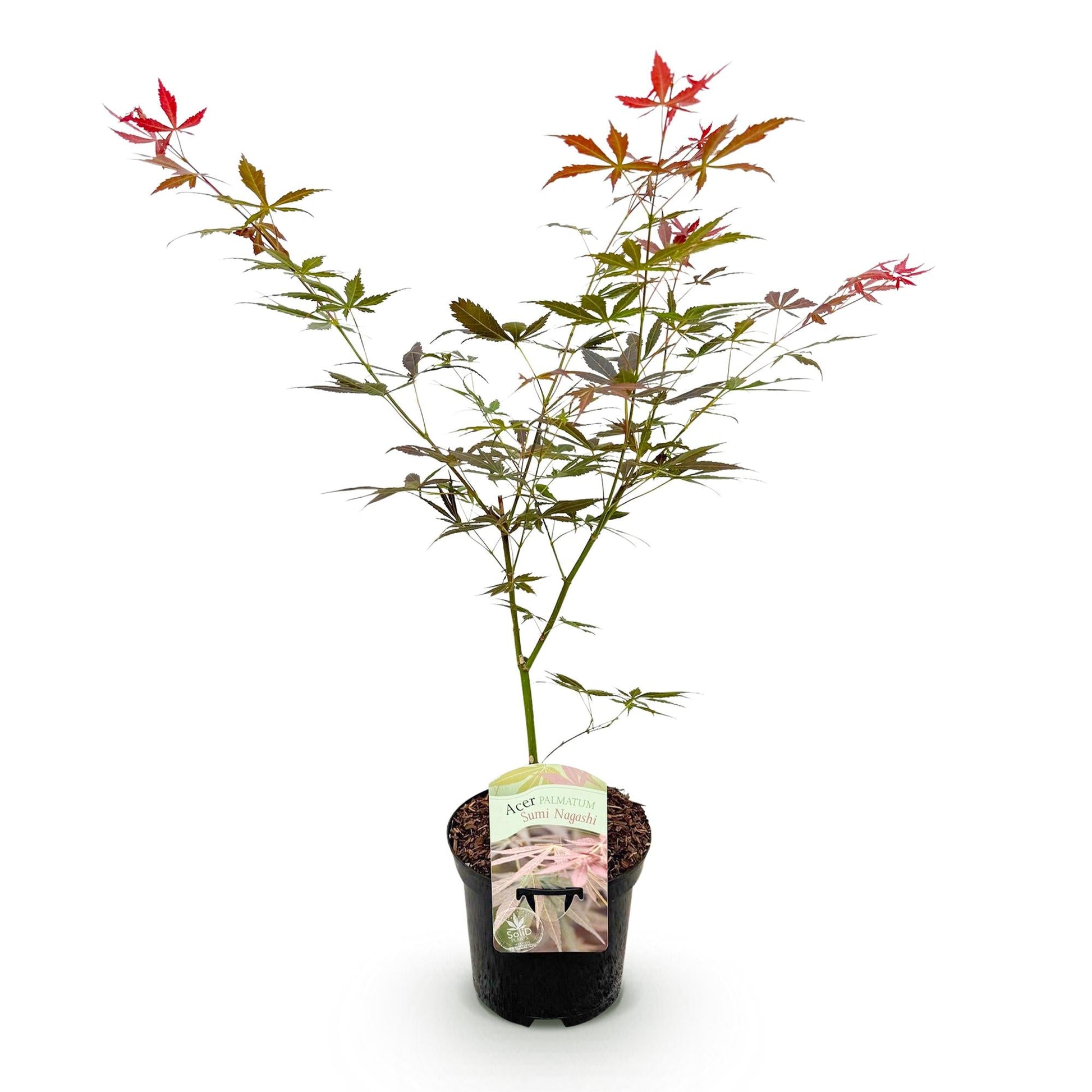 Japanischer Ahorn Acer palmatum 'Sumi-nagashi' – Roter Zierahorn – Balkon- & Terrassenpflanze – Ø19 cm Topf – Ca. 70 cm hoch – Eleganter Fächerahorn mit glänzend dunkelrotem Laub 