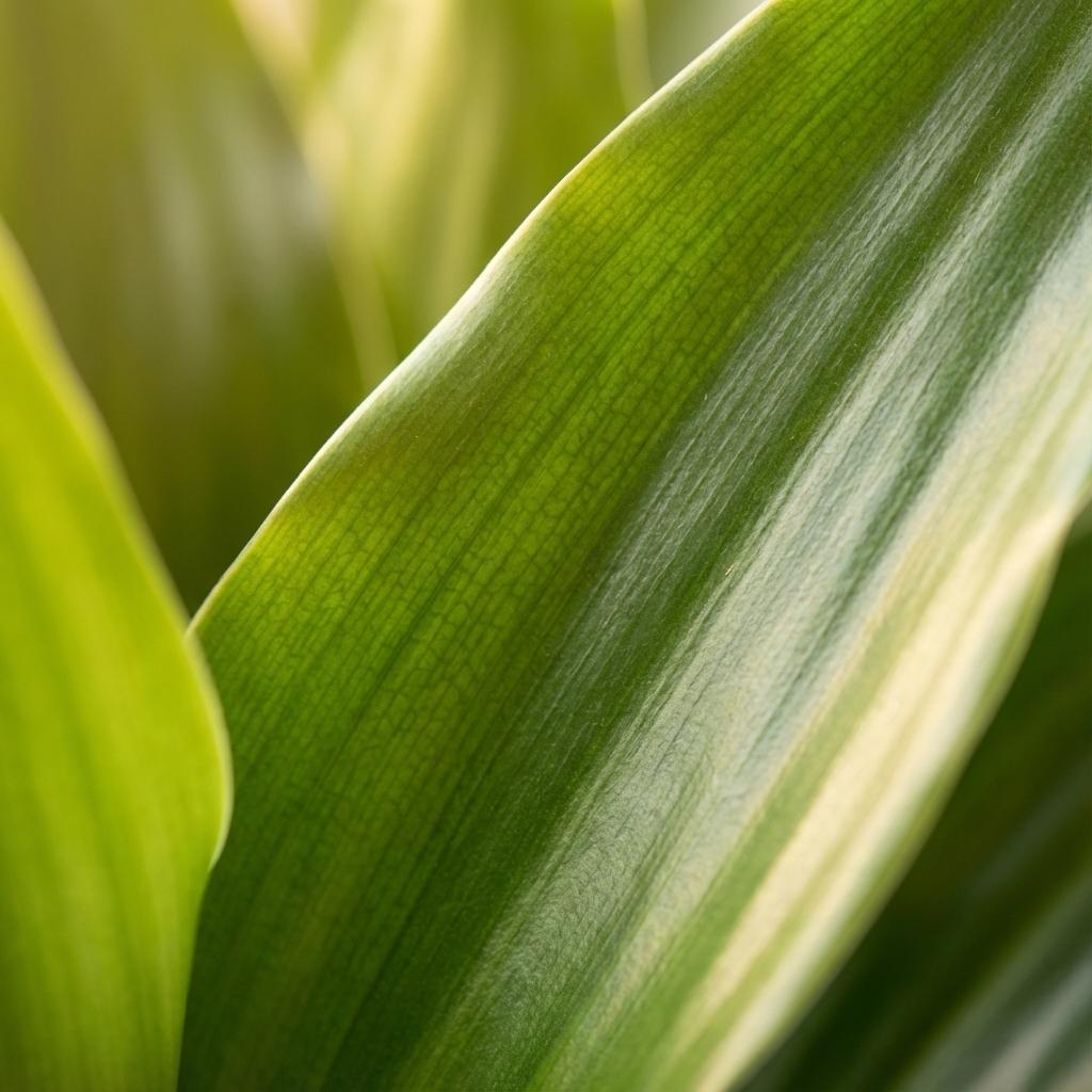 Green boutiQ - Plante d'intérieur - Dragonnier Janet Craig - Dracaena Janet Craig - Vert - Entretien facile - 1 Plante - Pot 21cm - Hauteur 90 - 100cm 