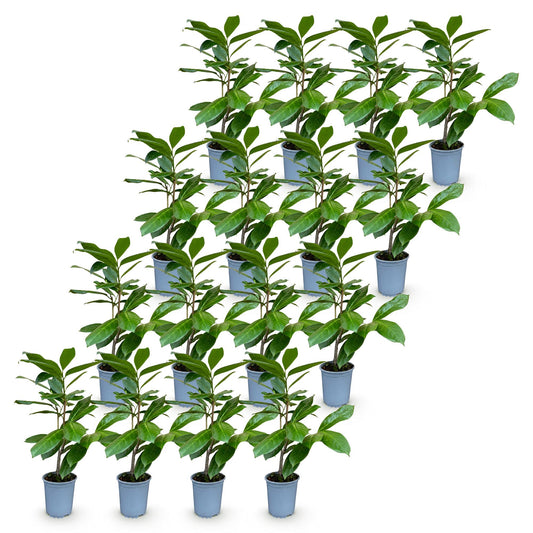 Kirschlorbeer 'Rotundifolia' – Prunus laurocerasus 'Rotundifolia' – 16 Heckenpflanzen – Topf Ø9cm – Höhe 25-35cm – Winterhart & immergrün