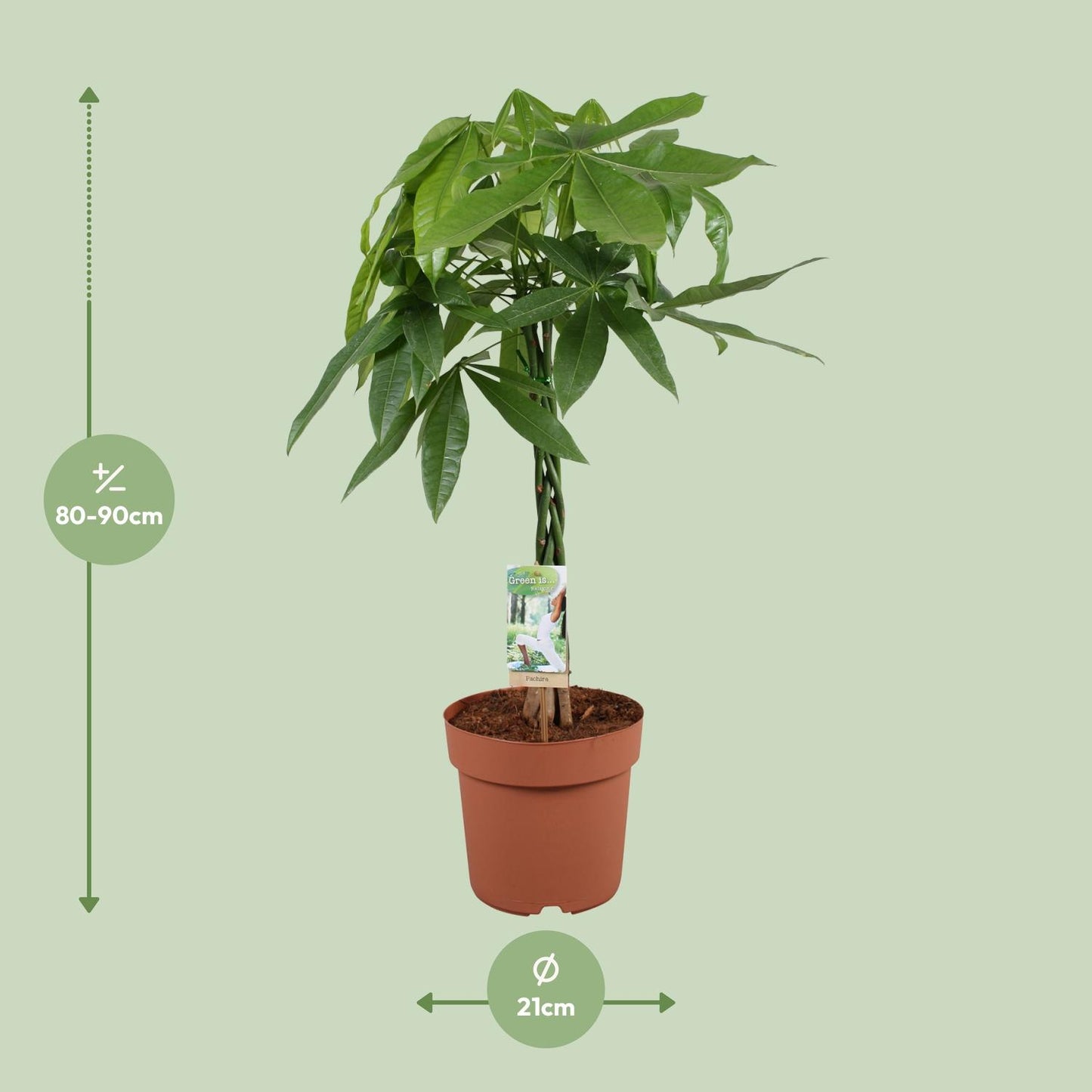 Glückskastanie - Pachira Aquatica - Zimmerpflanze - Ø21cm - ↕90cm