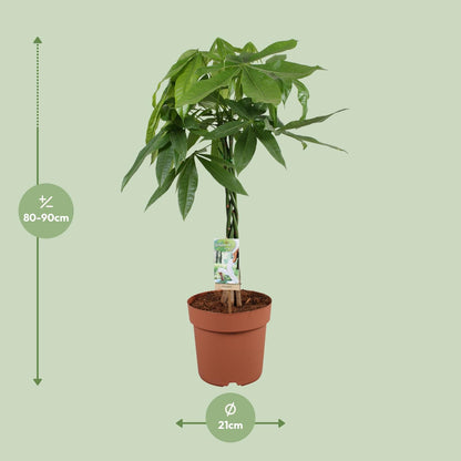 Glückskastanie - Pachira Aquatica - Zimmerpflanze - Ø21cm - ↕90cm