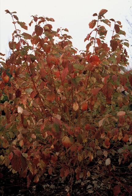 Roter Hartriegel - Cornus sang. 'Midwinter Fire' - ↕10-25cm - Ø9cm - 20 Stück