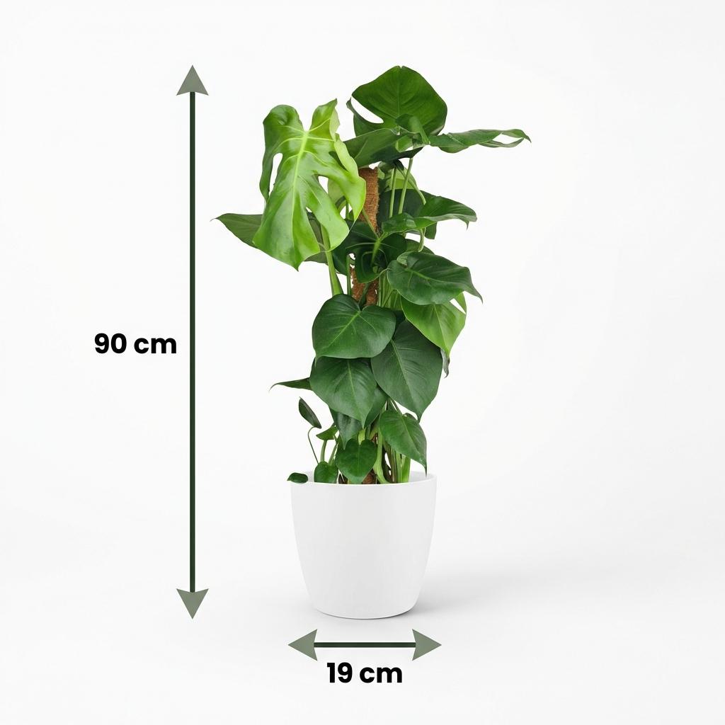 Monstera Deliciosa am Moosstab 90cm – Fensterblatt Zimmerpflanze im weißen Übertopf Ø19cm – große grüne Schlitzblätter – pflegeleichtes Statement für Wohnung, Büro & Schlafzimmer, ideal bei Halbschatten 