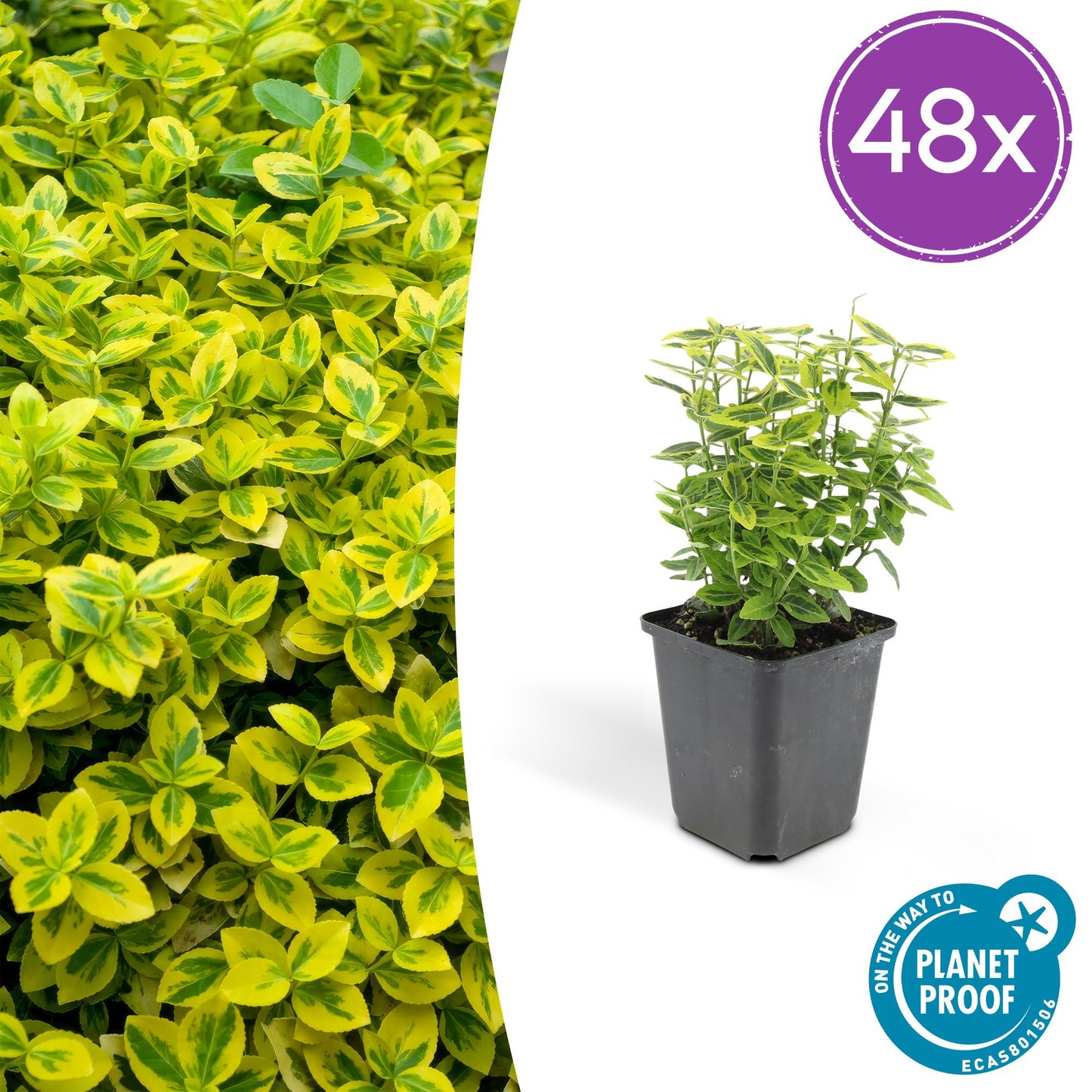 Euonymus fortunei 'Emerald 'n Gold' – Immergrüner Strauch mit gelb-grünem Laub – 48 Pflanzen – ↕10–25cm – Ø9cm – Kompakte Form für Hecken, Beete & Solitär – Pflegeleicht & schnittverträglich 