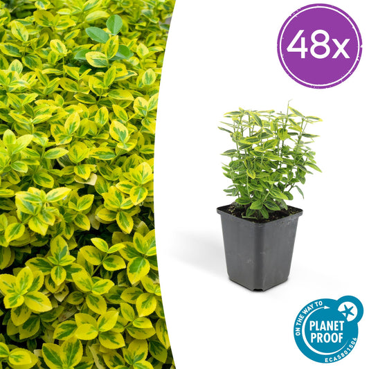 Euonymus fortunei 'Emerald 'n Gold' – Immergrüner Strauch mit gelb-grünem Laub – 48 Pflanzen – ↕10–25cm – Ø9cm – Kompakte Form für Hecken, Beete & Solitär – Pflegeleicht & schnittverträglich 