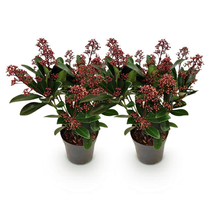 GreenboutiQ - Terrassenpflanze - Skimmia japonica Rubella - Blüte Rot - 10+ Blumen - 2 Pflanzen - Winterhart - Topf 10,5cm Höhe 25cm 