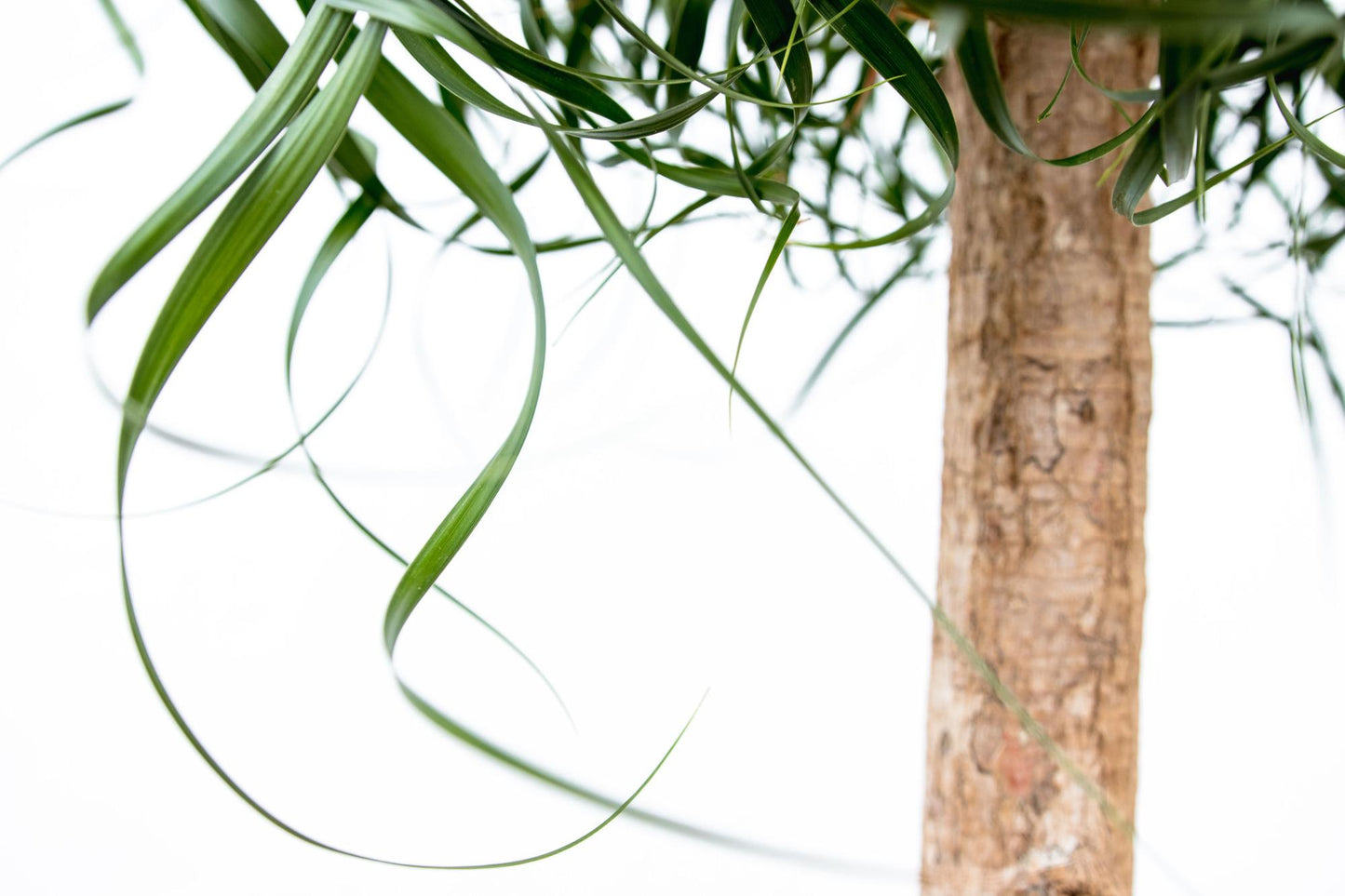Beaucarnea XXL – ca.180–200cm Zimmerpflanze – Elefantenfuß mit markantem Stamm – Exklusive Großpflanze für Wohnzimmer Büro & Empfangsbereiche